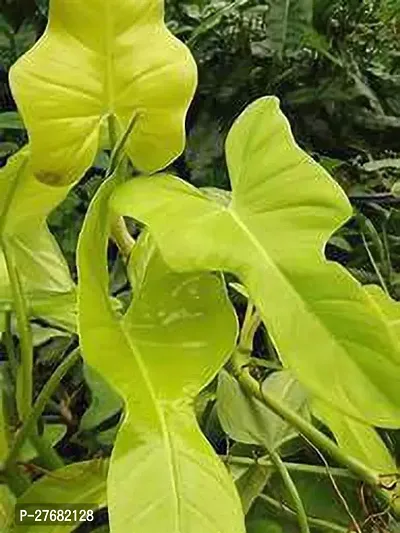 Zomoloco Yellow Philodendron Plant A30 Philodend