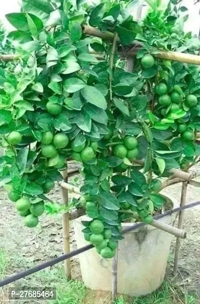 Zomoloco Avocado Lemon Plant Lemon Plant-thumb0