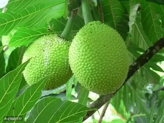 Zomoloco Live Breadfruit Plant Rare Dwarf Exotic A-thumb0