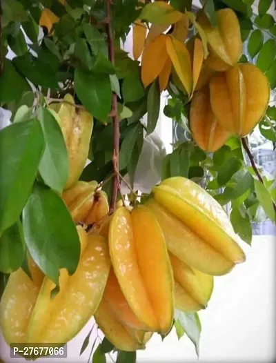 Zomoloco Carambola Plantkamranga Star Fruit Caram-thumb0