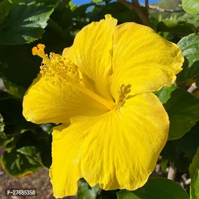 Zomoloco Hibiscus Yellow Live Flower Plant Cf3300-thumb0