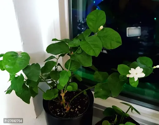 Zomoloco Arabian Jasmine Double Petal Live Flower