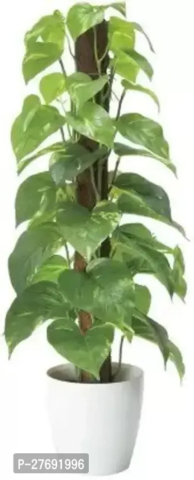 Zomoloco Money Plant Indoor Plant With Air Purifyi-thumb0