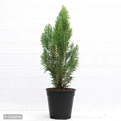 Zomoloco Morpankhi Live Plant For Home Garden Dec-thumb0