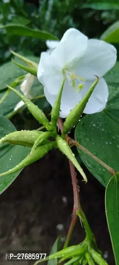 Zomoloco Bauhinia Flower Plant Cfo471 Zz Plant-thumb0