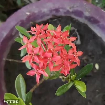 Zomoloco Trothic Ixora Chethi Red Plant Live Flowe-thumb0