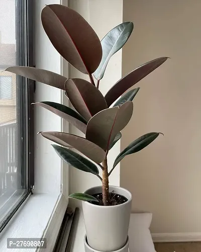 Zomoloco Live Rubber Plant For Indoor Home Decorat