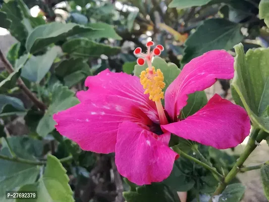 Zomoloco Hibiscus Pink Cf2049 Hibiscus Plant