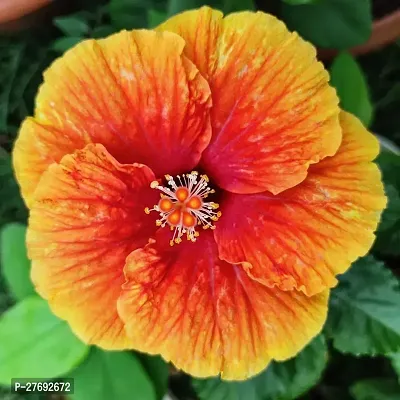 Zomoloco Hibiscus Hybrid Live Flower Plant Cf4243-thumb0