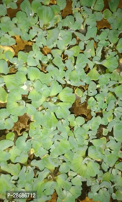 Zomoloco Water Pennywort Water_pennyworts packing with 7 pennywort-thumb3