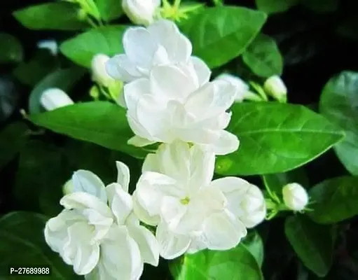 Zomoloco Arabian Jasmine Double Petal Live Flower