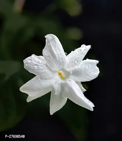 Zomoloco Arabian Jasmine Double Petal Live Flower