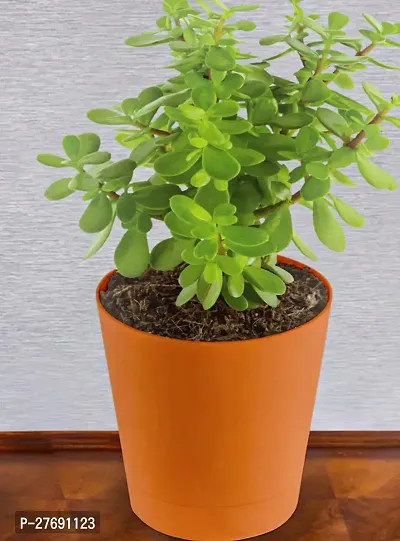 Zomoloco Jade Live Plant For Indoor Decoration C-thumb0