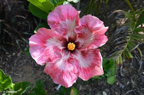 Zomoloco Hibiscus Hybrid Live Flower Plant Disha