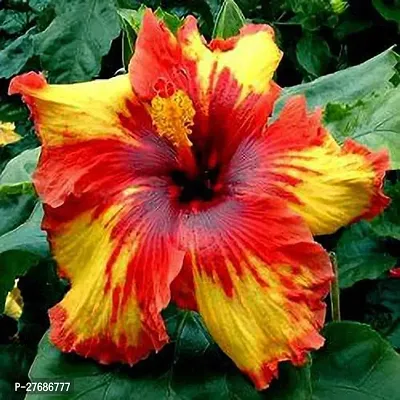 Zomoloco Hybrid Hibiscus Flower Live Plantcf367-thumb0