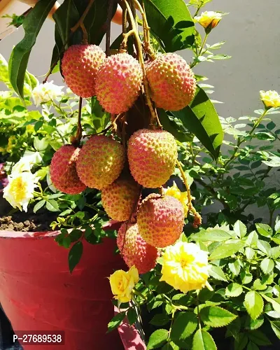 Zomoloco Air Layered Hybrid Kasba Litchi Plant Liv