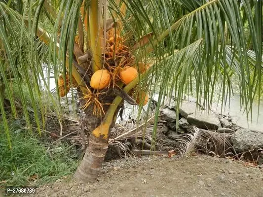 Zomoloco Yycc01 Coconut Plant