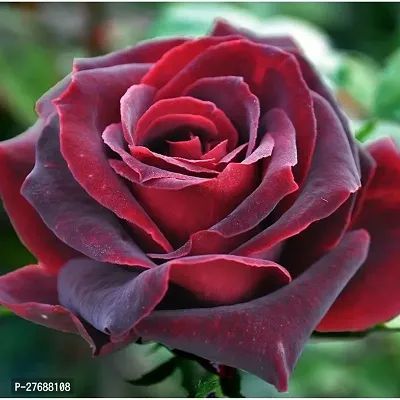 Zomoloco Rare Grafted Red Rose Gulab Flower Liv-thumb0