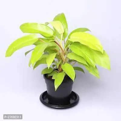 Zomoloco Philodendron Indoor Hybrid Live Plant For