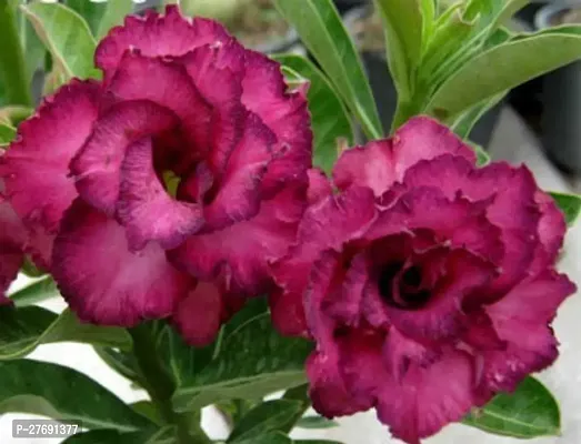 Zomoloco Air Layered Adenium Desert Roses Purple