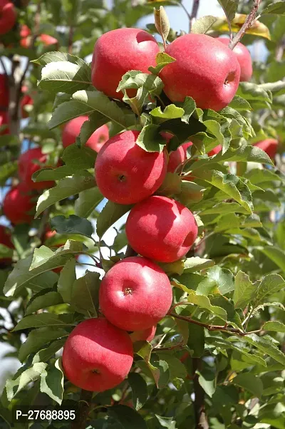 Zomoloco Kashmiri Apple Grafted Plants Live Plant-thumb0