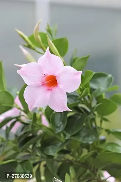 Zomoloco Mx01 Mandevilla Plant-thumb0