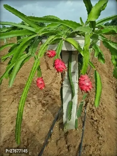 Zomoloco Live Dragon Fruit Plant Jumbo Pink Drago-thumb0