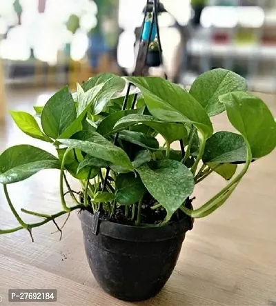 Zomoloco Money Plant Indoor Plant With Air Purifyi