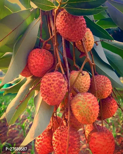 Zomoloco Air Layered Hybrid Dehra Dun Litchi Plant-thumb0