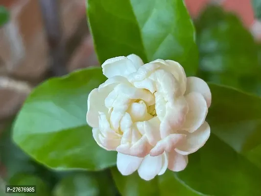 Zomoloco Arabian Jasmine Double Petal Live Flower-thumb0