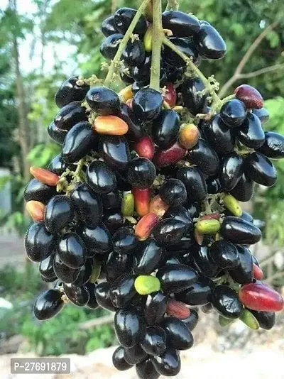 Zomoloco Grafted Black Jamun Live Plant Cf68B Ja-thumb0