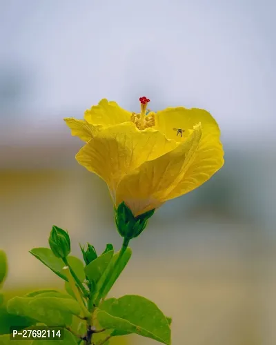 Zomoloco Hibiscus Yellow Live Flower Plant Cf3300-thumb0