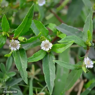 Zomoloco Bhringraj Plant Bhringraj Plant