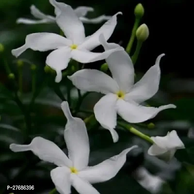 Zomoloco Tj01 Jasmine Plant