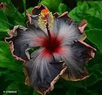 Zomoloco Hybrid Hibiscus Flower Live Plantcf358-thumb0