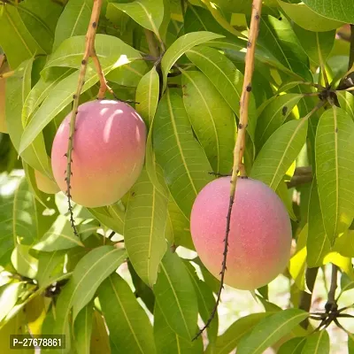 Zomoloco Mango Plant Ac001 Mango Plant