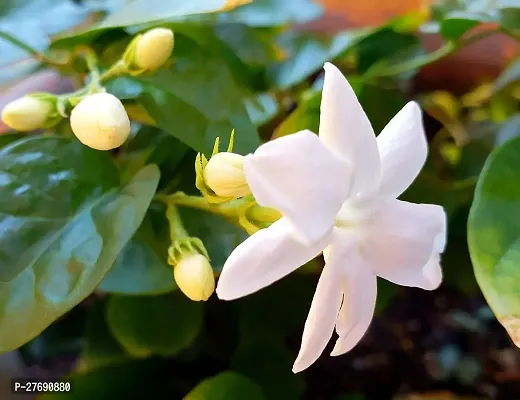 Zomoloco Arabian Jasmine Double Petal Live Flower-thumb0