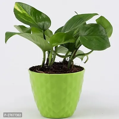 Zomoloco With Green Pot Money Plant-thumb0