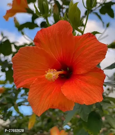 Zomoloco Hibiscus Red Live Flower Plant Cf3301141-thumb0