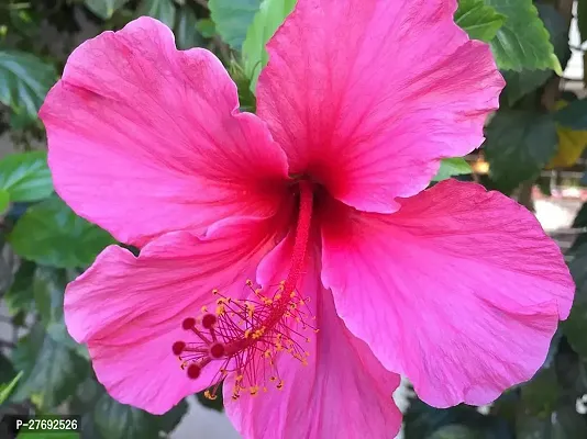 Zomoloco Hibiscus Pink Cf300341 Hibiscus Plant-thumb0