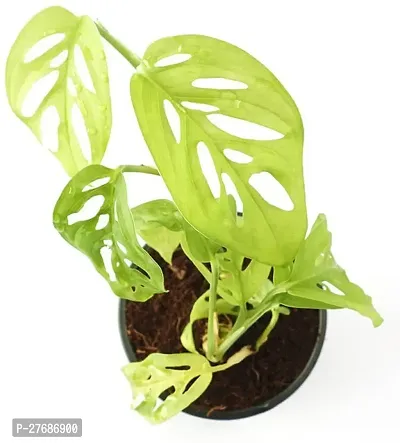 Zomoloco Broken Heart Indoor Plant With Air Purify