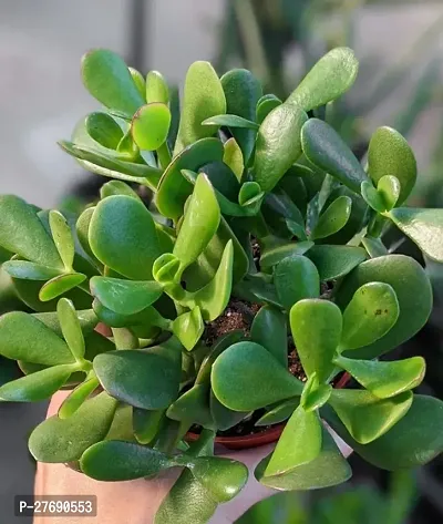 Zomoloco Jade Live Plant Good Luck Plant Cf172 J