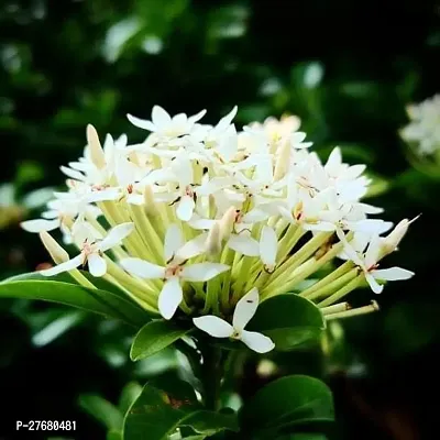 Zomoloco Trothic Ixora Chethi White Plant Live Flo