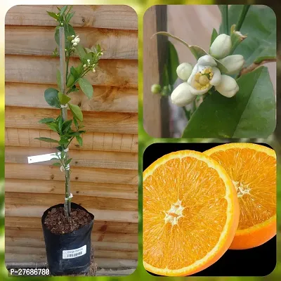 Zomoloco Rare Navel Orange Citrus Exotic 1 Seedlin