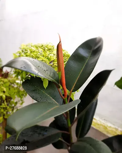 Zomoloco Live Rubber Plant For Indoor Home Decorat