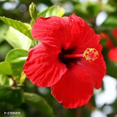 Zomoloco Hibiscus Plant 10 Hibiscus Plant-thumb0