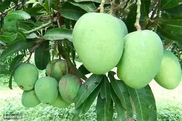 Zomoloco Himsagar Kishan Bhog Mango Grafted Hy