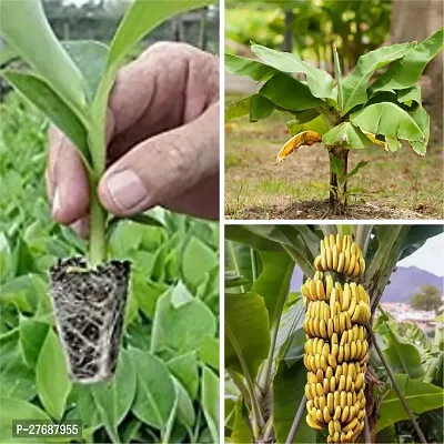 Zomoloco Live Plant Exotic Fruit Sweet Yellow Bana