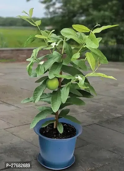 Zomoloco T11 Guava Plant-thumb0