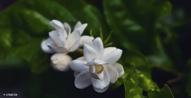 Zomoloco Arabian Jasmine Double Petal Live Flower